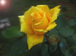 el lenguaje de las flores